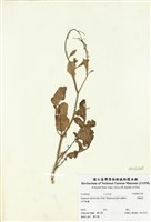 藏品(濱蘿蔔)的圖片